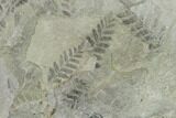 Pennsylvanian Fossil Fern (Neuropteris) Plate - Kentucky #137732-2